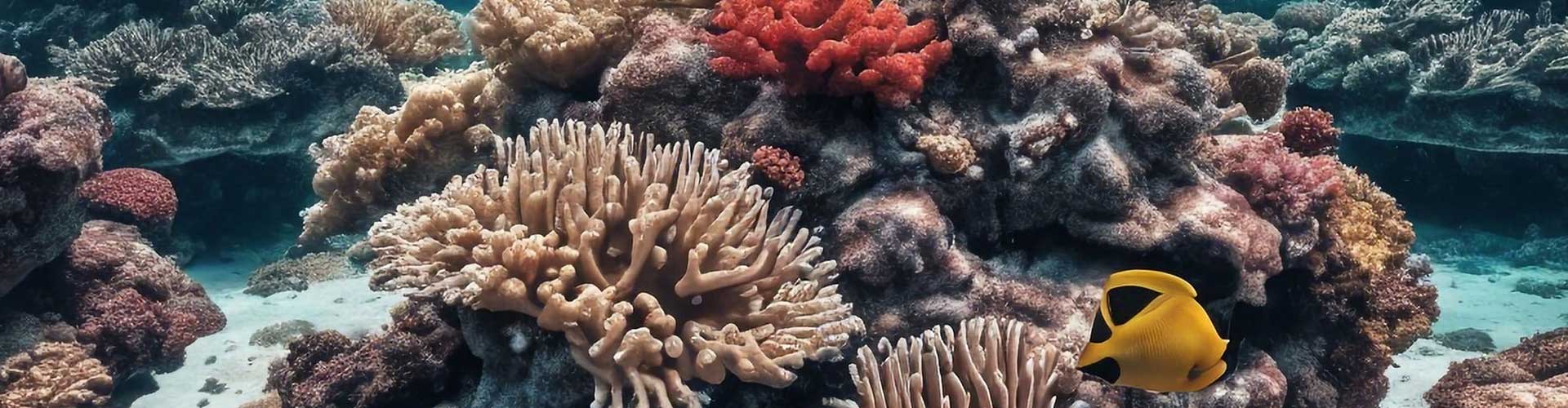 Corals in water seen during a Black Flag Adventure paddleboard tour