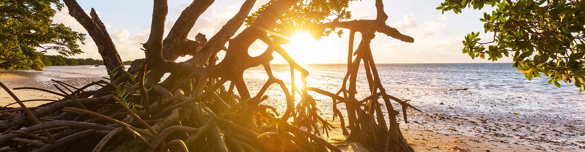 Sun shining through tree branches at a Florida paddleboard spot